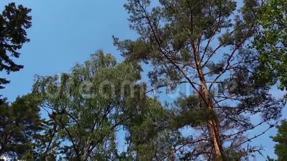 美丽的景色从蓝天和山顶的高大松树下到地面视频的预览图