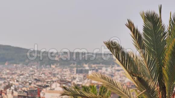 以巴塞罗那城为背景的棕榈树的一枝视频的预览图