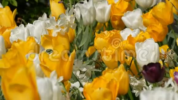 美丽的五颜六色的黄白色和一朵黑色的郁金香花在春天的花园里绽放装饰郁金香花视频的预览图