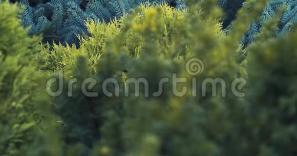 绿色森林植物灌木和树木近4k视频的预览图