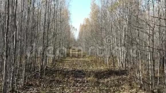 从树林里的树林里飞过小巷秋天的景象心情观念空中射击眩晕的效果视频的预览图