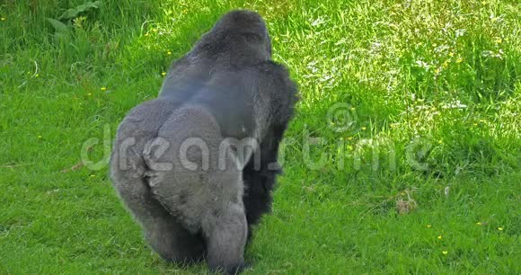东部低地大猩猩大猩猩大猩猩银背雄性站在草地上动作缓慢视频的预览图