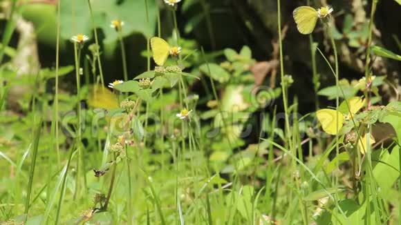 黄色的蝴蝶栖息在城市公园的野花上视频的预览图
