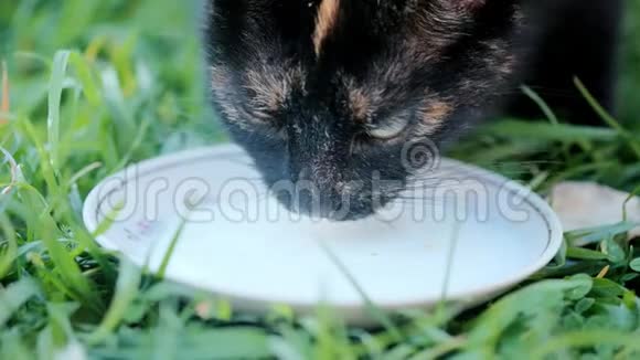 一只有亮色斑点的深色猫从一个茶碟里喝着牛奶在绿草中舔着舌头视频的预览图