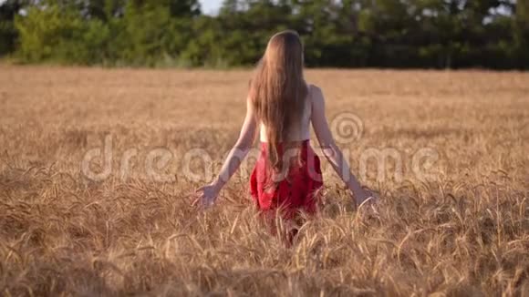 日落时分穿着红裙子的女孩在一片成熟的麦田里在绿色森林的背景下散步视频的预览图