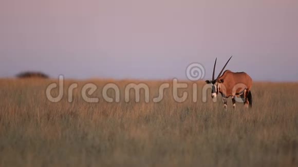 日落时草原上的羚羊视频的预览图