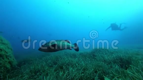 自然水下格鲁珀鱼求爱视频的预览图