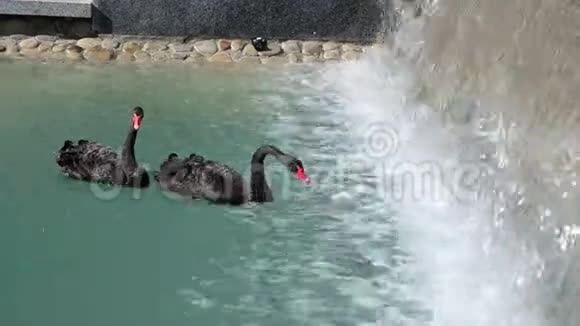 在阳光明媚的夏天两只黑天鹅在石头上破水的背景下在城市喷泉里游泳视频的预览图