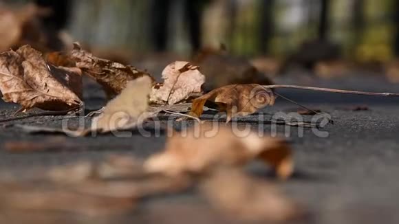走在人行道上的人躺在路上橡树叶和温暖的秋日星期天在公园露营视频的预览图