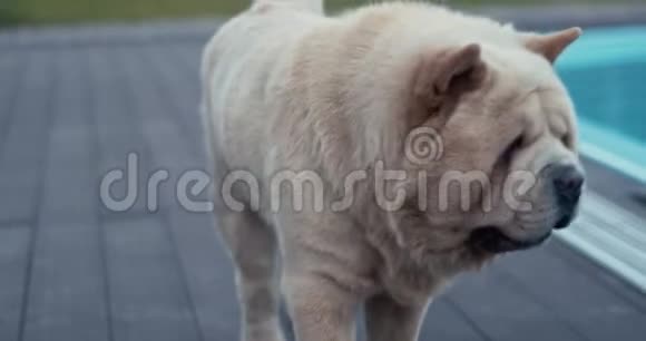 白狗正在游泳池附近散步关门4k视频的预览图