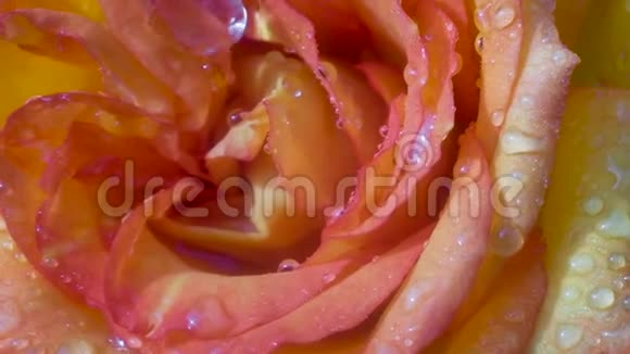 一滴透明的露水流入红玫瑰的中间快关门夏日阳光明媚视频的预览图