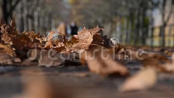 落叶枯叶卧径人走天气晴朗的秋天公园休息日视频的预览图
