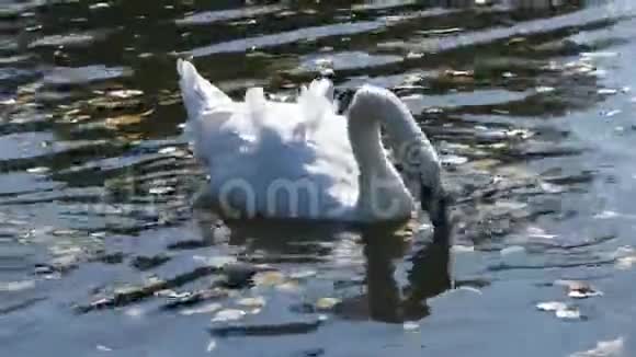 一只孤独的白天鹅在池塘里游泳吃草寻找食物视频的预览图