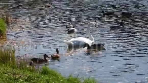 一只白天鹅吃了扔给它的面包一群灰色的鸭子在附近游泳秋天的池塘里有鸟在城市公园里视频的预览图