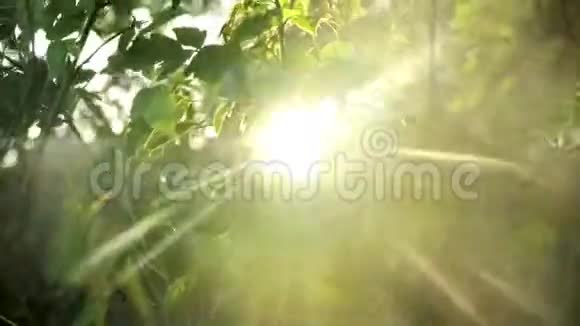 太阳的光芒穿过森林的绿叶视频的预览图