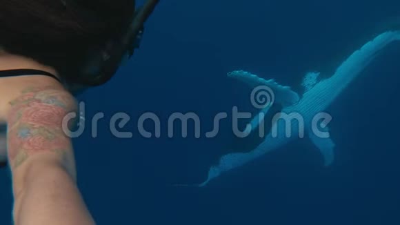 背景中有一只巨大的鲸鱼鲸鱼在汤加王国的太平洋中游泳视频的预览图
