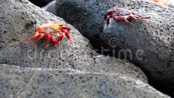 加拉帕戈斯萨莉轻脚螃蟹特写行走对视频的预览图