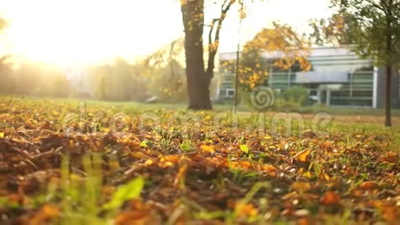 日落时分穿着白色运动鞋的不可辨认的女孩在秋天的公园里散步秋步落叶视频的预览图