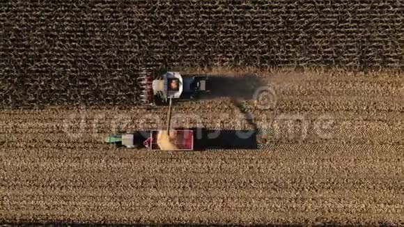 电动联合收割机农业机械在田间采集黄金熟玉米秋季收获玉米视频的预览图