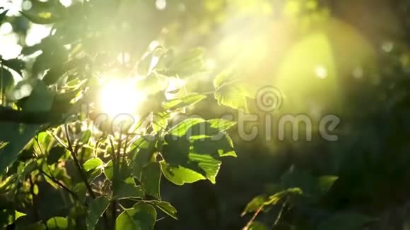 阳光阳光穿过森林的绿叶视频的预览图