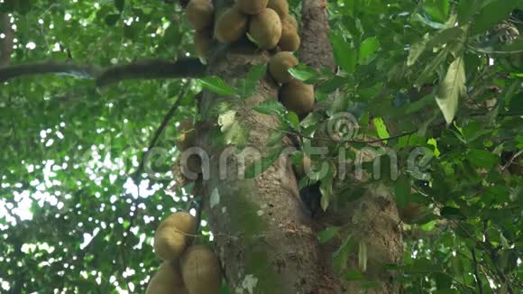 在里约热内卢的植物园里一棵树上长着千斤果实倾斜下来视频的预览图