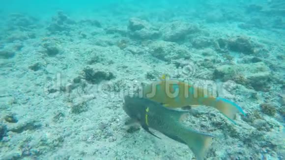 鱼和鱼一起在加拉帕戈斯的魔鬼王冠上游泳视频的预览图