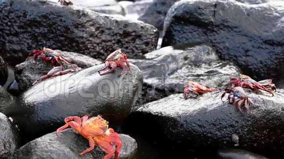 加拉帕戈斯萨莉轻脚蟹几个走在岩石上视频的预览图
