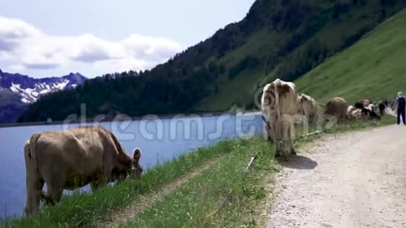 奶牛在瑞士农场放牧视频的预览图