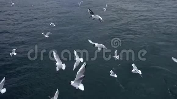 海鸥在天空多云的日子里飞翔视频的预览图