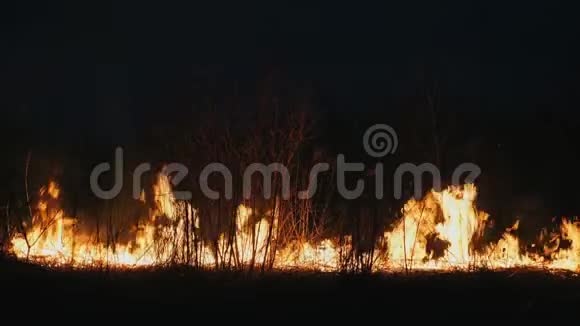 夜间森林大火关闭燃烧的灌木丛干草视频的预览图