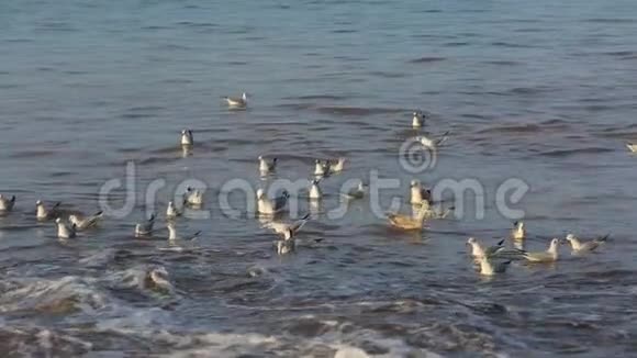 水上海鸥慢动作视频的预览图
