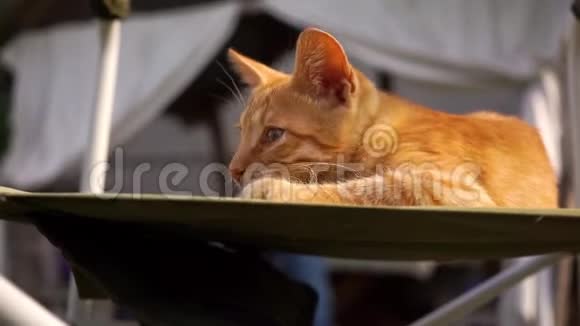 嬉戏的姜小猫躺在街上的椅子上视频的预览图