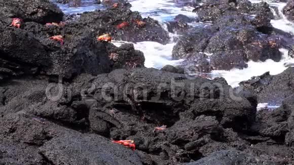加拉帕戈斯萨利轻脚蟹宽射在岩石上视频的预览图