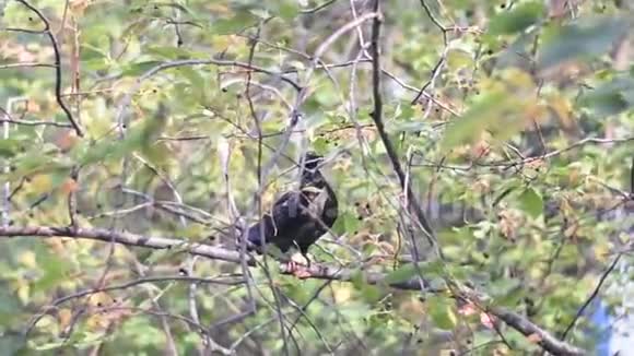 一只灰色的鸽子坐在树枝上春天秋天的天气视频的预览图