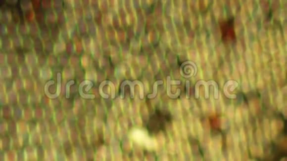 脉动苔藓镶嵌视频的预览图