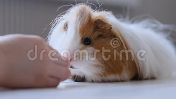 秘鲁豚鼠吃草药视频的预览图