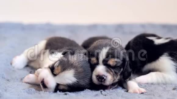 三只小猎犬躺在地上视频的预览图