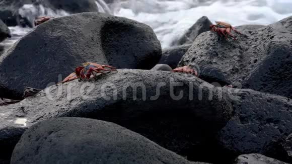加拉帕戈斯萨利光脚螃蟹冲浪后面几个视频的预览图