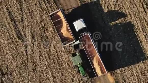 单一文化产量供给概念工业农场完成季节性工作从联合收割机落下的金玉米核视频的预览图