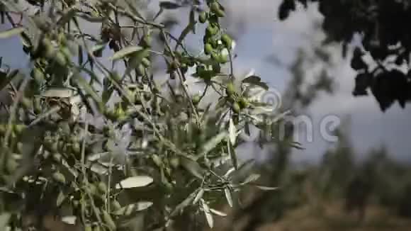 有绿色橄榄的橄榄枝在大风中移动视频的预览图