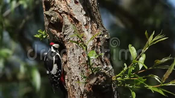 一只雄性大斑点啄木鸟树枝科主要栖息在柳树筑巢的洞的边缘喂养他的视频的预览图