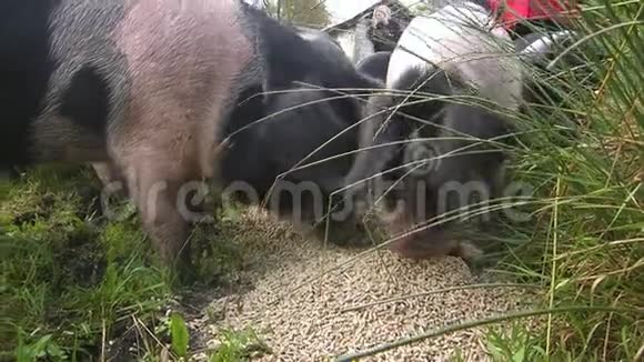 小猪吃食物视频的预览图