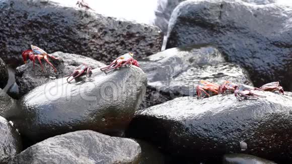 加拉帕戈斯萨莉轻脚蟹几个攀登岩石在冲浪视频的预览图