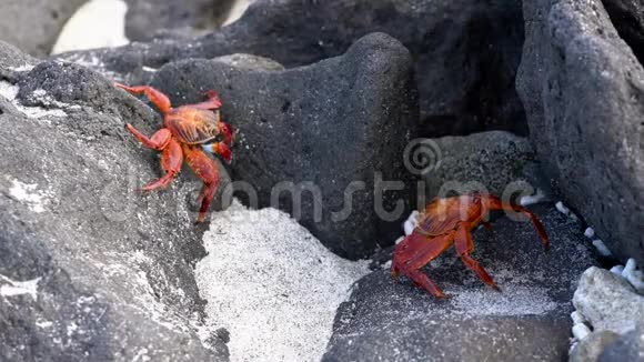 加拉帕戈斯萨莉轻脚蟹走上岩石视频的预览图