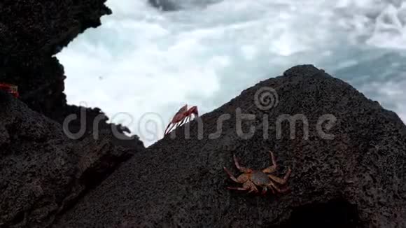 加拉帕戈斯萨利轻脚蟹坐在陡峭的岩石前面冲浪视频的预览图