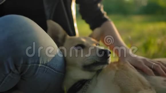 狗嘴的肖像被一个年轻女孩的手抚摸着视频的预览图