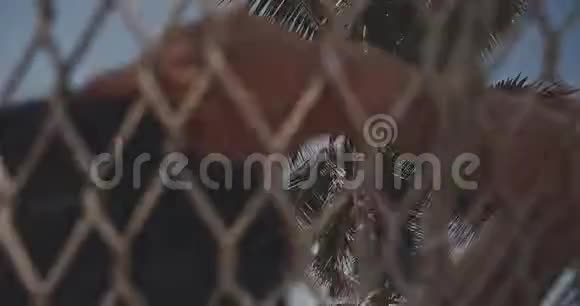 海滩日落时分一个女人在棕榈树下的吊床上剪影异国情调放松生活方式广告视频的预览图