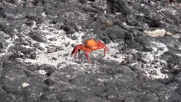 加拉帕戈斯萨莉轻脚蟹走开视频的预览图