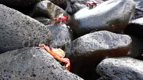 加拉帕戈斯萨利轻脚蟹爬湿岩石视频的预览图