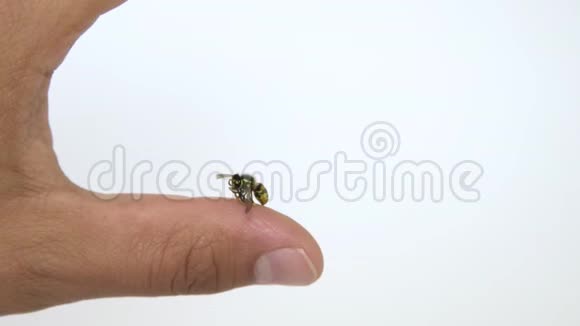 近距离观察白色背景下蜜蜂蛰人的手指在手指上大多数人有过敏反应视频的预览图